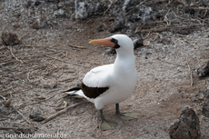 Galapagos-Tiere18.jpg